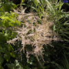 Astilbe Sprite