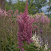 Astilbe Stand And Deliver