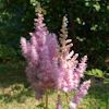 Astilbe Stick and Stones