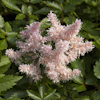 Astilbe Tiny Torches Sugaberry