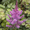 Astilbe To Have and to Hold