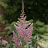 Astilbe Vision In Pink