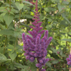 Astilbe Vision In Red