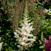 Astilbe Vision In White