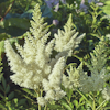 Astilbe Weisse Gloria