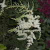 Astilbe White Sensation