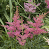 Astilbe Younique Cerise