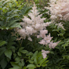 Astilbe Younique Silvery Pink