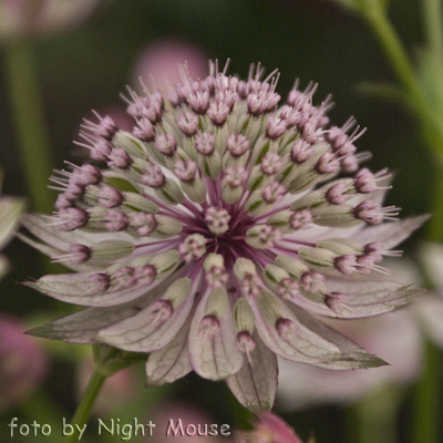 Astrantia Buckland