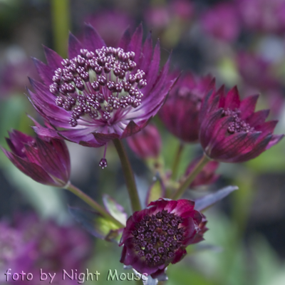 Astrantia Claret