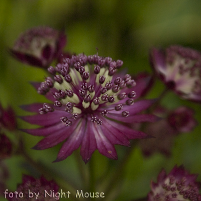 Astrantia Dark Shiny Eyes