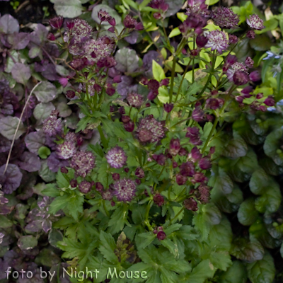 Astrantia Moulin Rouge