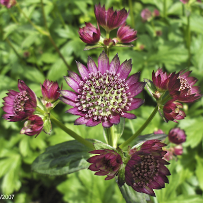 Astrantia Rubra