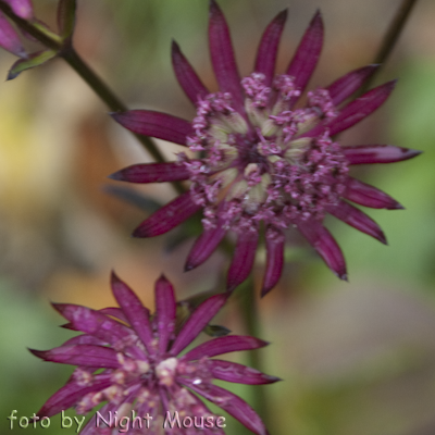 Astrantia Ruby Star