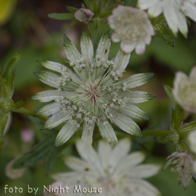 Astrantia Snow Star