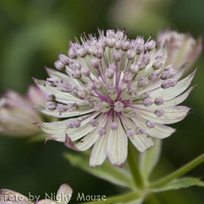 Astrantia Sunningdale Variegated