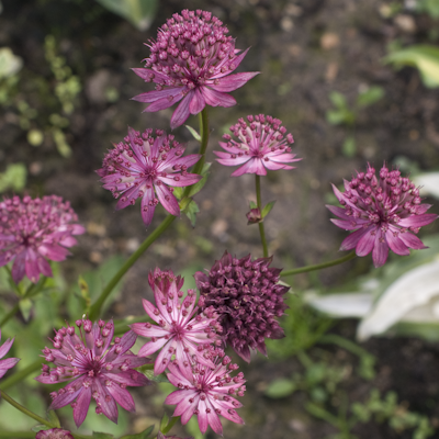 Astrantia Venice