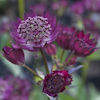 Astrantia Claret