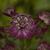 Astrantia Dark Shiny Eyes