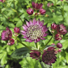 Astrantia Rubra