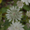 Astrantia Snow Star