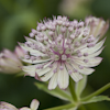 Astrantia Sunningdale Variegated