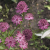 Astrantia Venice