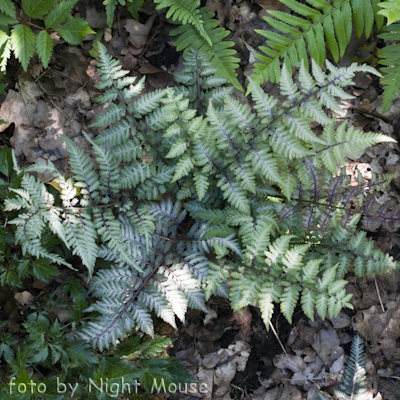 Athyrium Red Beauty