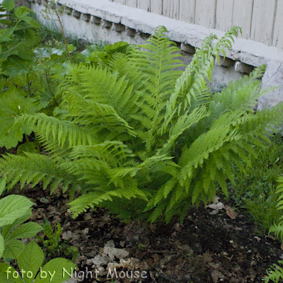 Athyrium s.p.1