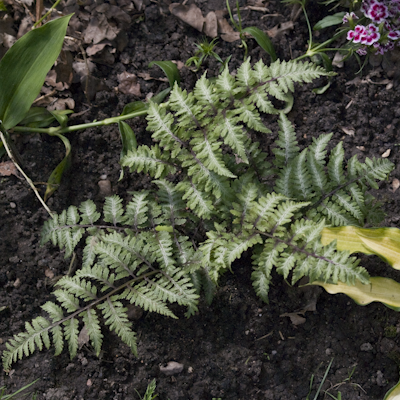 Athyrium s.p.