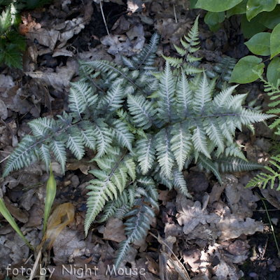 Athyrium Ursula`s Red