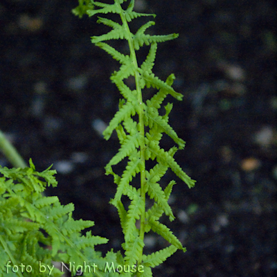 Athyrium Victoriae