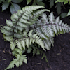 Athyrium Red Beauty