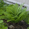 Athyrium s.p.1