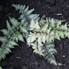 Athyrium s.p.