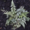 Athyrium Ursula`s Red