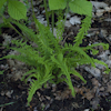 Athyrium Victoriae