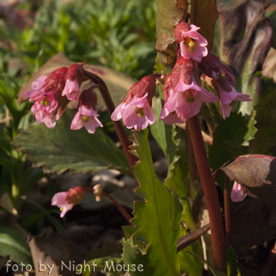 Bergenia Rosi Raffles