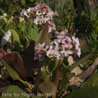 Bergenia Winterglut