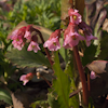 Bergenia Rosi Raffles