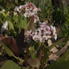 Bergenia Winterglut