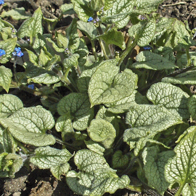 Brunnera Jack Frost