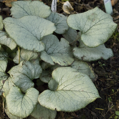 Brunnera Looking Glass