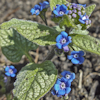 Brunnera Jack Frost