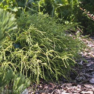 Chamaecyparis pisifera