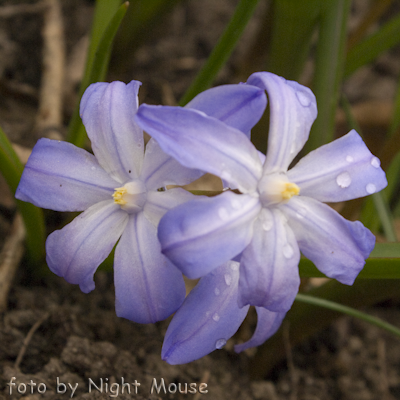 Chionodoxa chionodoxa