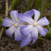 Chionodoxa chionodoxa