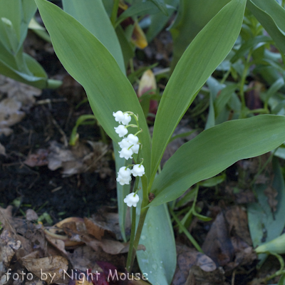 Convallaria majalis