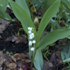 Convallaria majalis