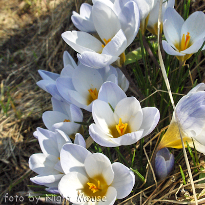 Crocus Blue Pearl